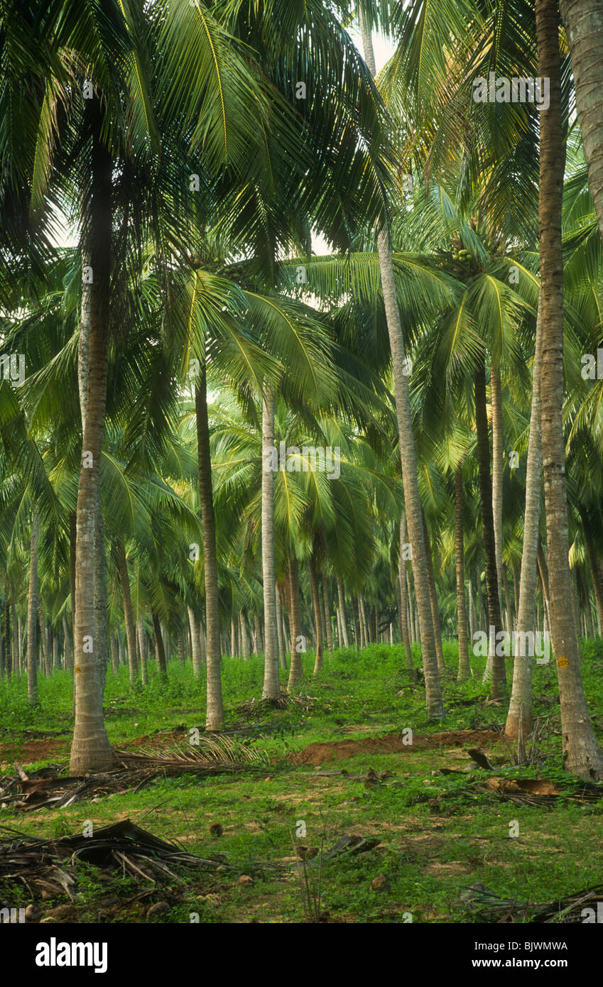 Coconut Plantation Puttulam Sri Lanka Dry Zone Stock Photo Alamy