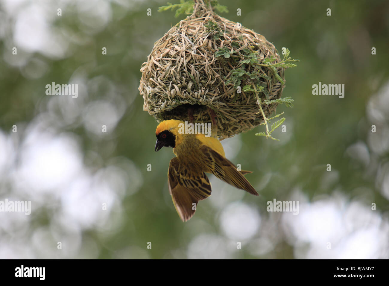 Weaver bird dangles from a recently constructed nest Stock Photo