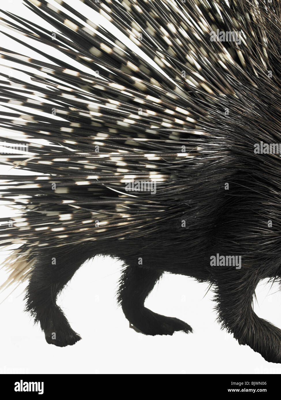 Porcupine quills hires stock photography and images Alamy