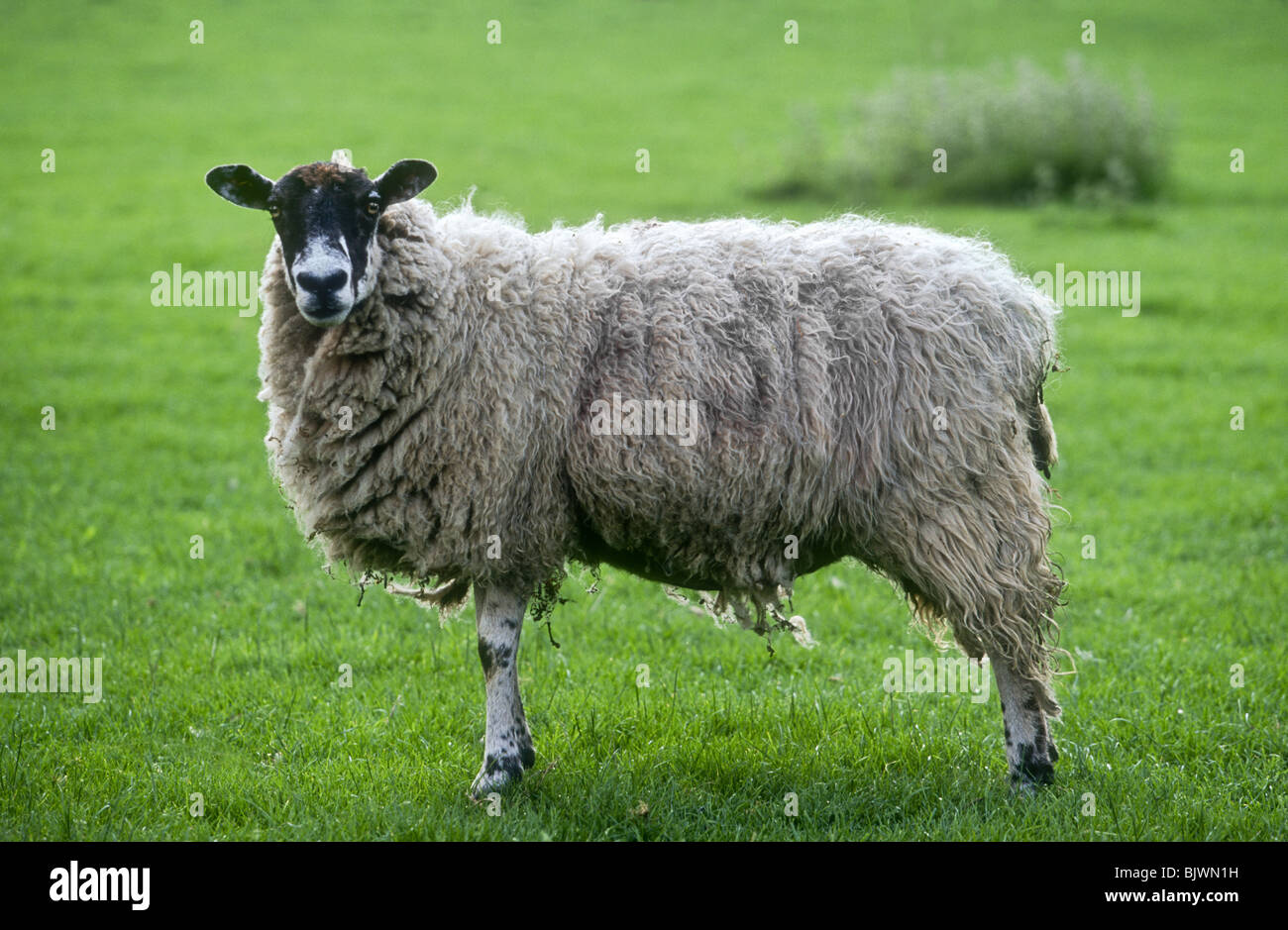 Derbyshire Gritstone Ewe, Chatsworth, England Stock Photo - Alamy