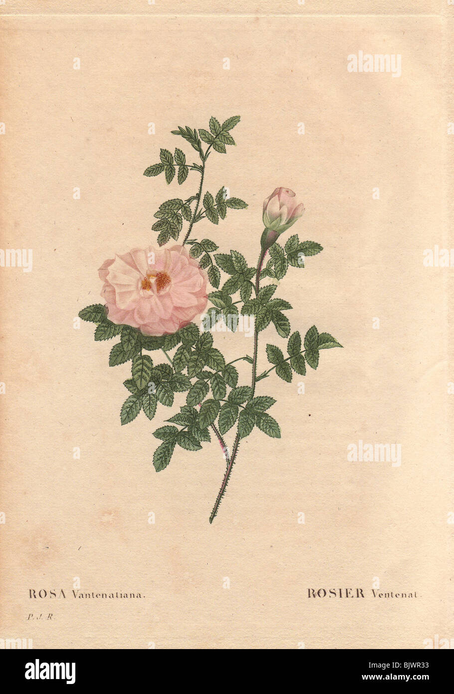 Ventenat's Rose with pale pink flowers (Rosa ventenatiana). Rosier Ventenat. Stock Photo