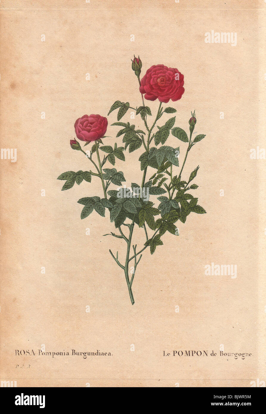 Burgundy rose with fluffy crimson flowers (Rosa pomponia burgundiaca). Stock Photo