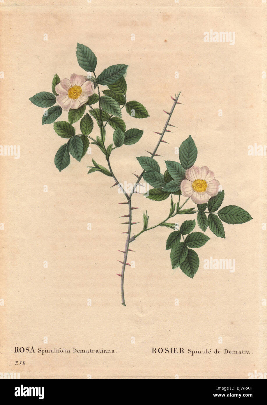 Spiny leaved rose of Dematra with white and yellow flowers (Rosa spinulifolia dematratiana). Stock Photo