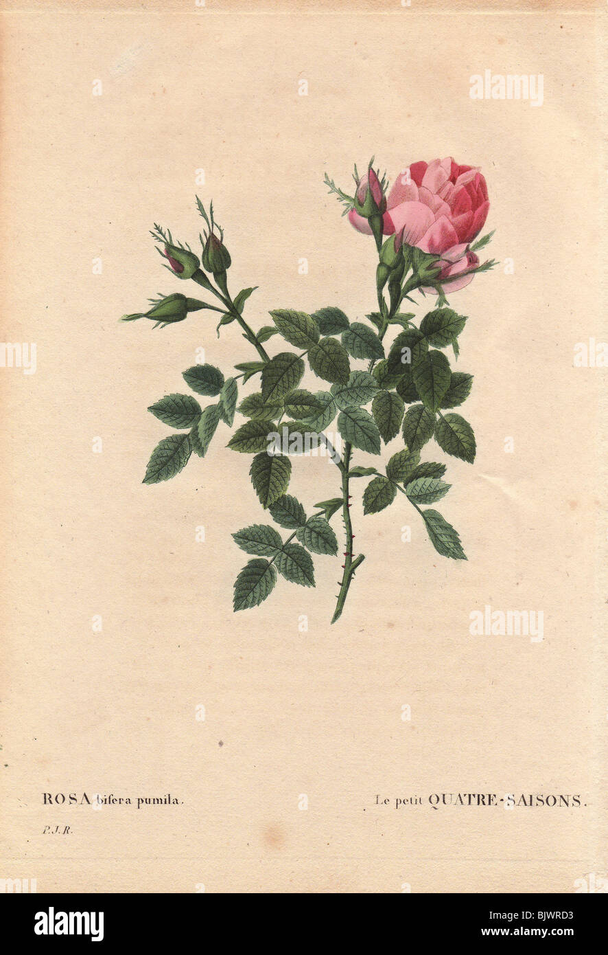 Dwarf four seasons rose with large pink bloom (Rosa bifera pumila). Stock Photo