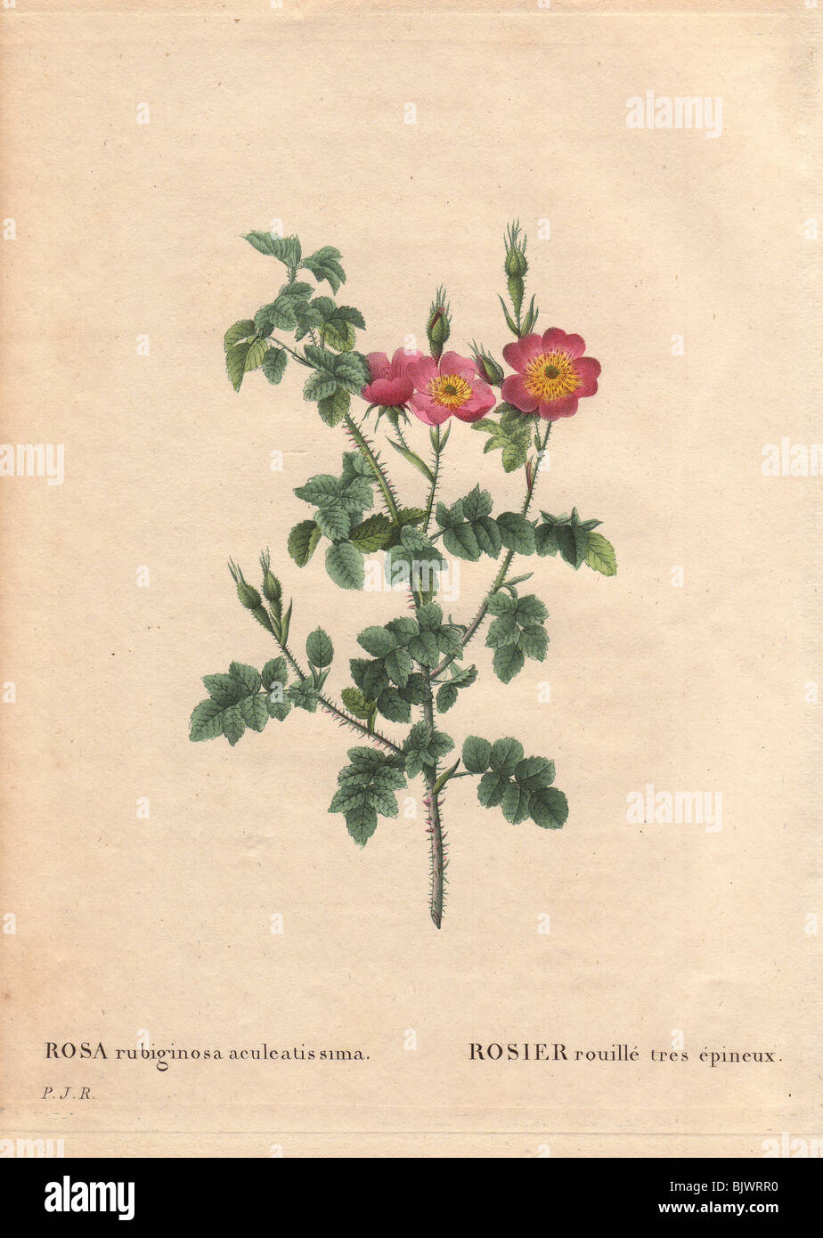 Prickly sweetbriar rose with dusty pink flowers (Rosa rubiginosa aculeatissima). Stock Photo