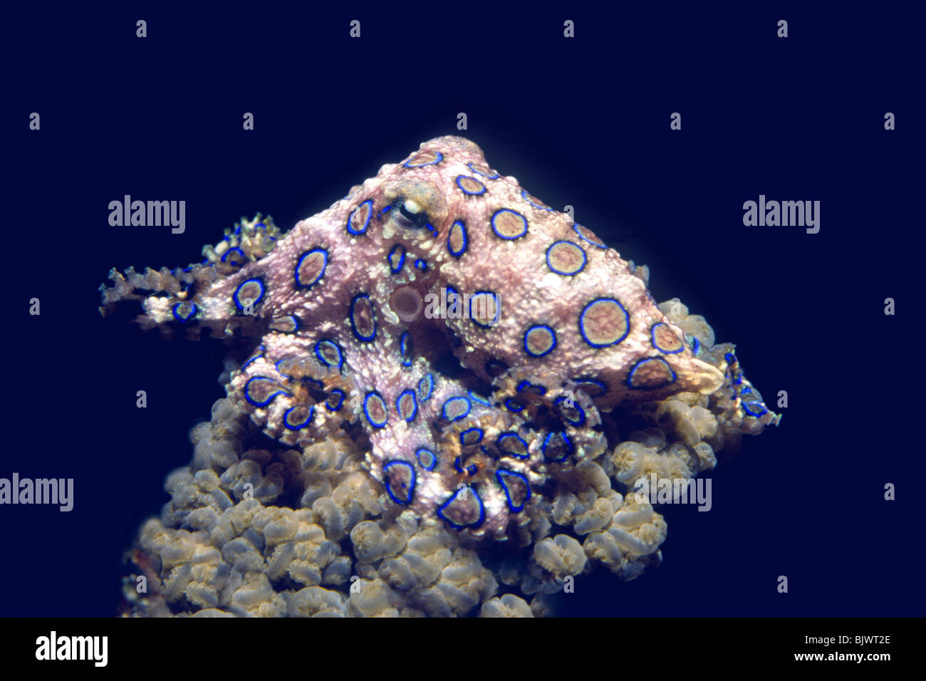 Venomous Blue Ringed Octopus, Hapalochlaena maculosa. This octopus can inject  powerful neurotoxin that can kill. Stock Photo