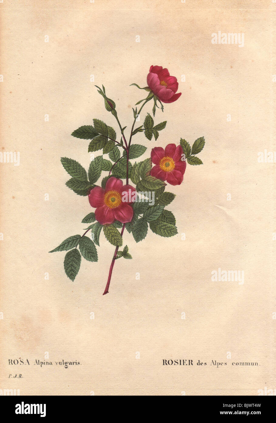 Common alpine rose with crimson flowers (Rosa alpina vulgaris). Stock Photo