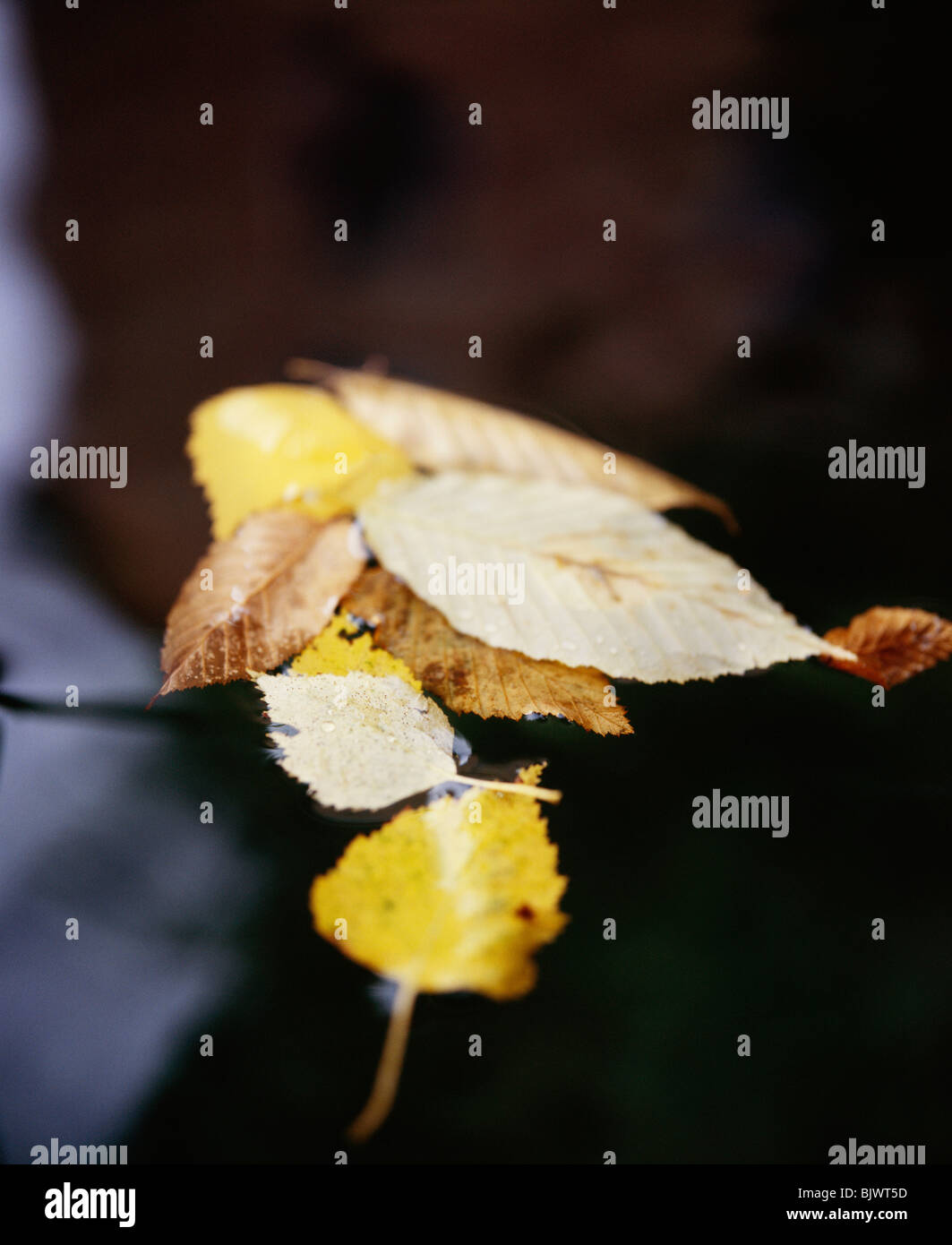Leaves floating on water hi-res stock photography and images - Alamy