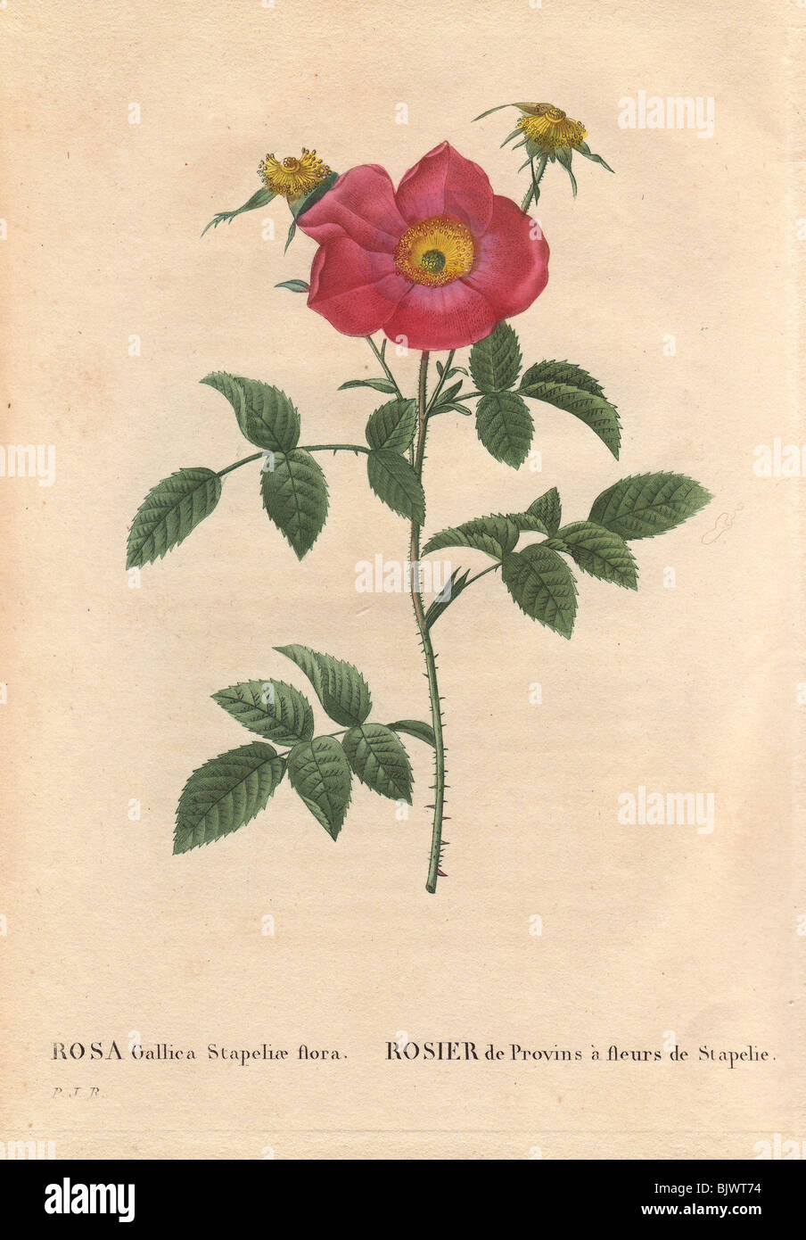 Stapelia-flowered Provins rose with crimson flowers (Rosa gallica stapeliae flora). Stock Photo