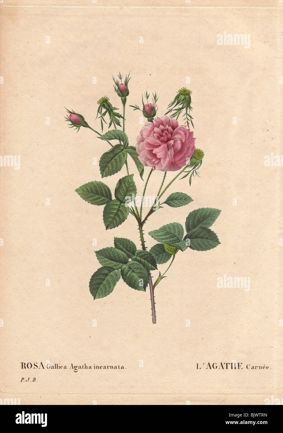 Pink Agatha rose with fluffy pink blooms (Rosa gallica agatha incarnata). L’Agathe carnée. Stock Photo