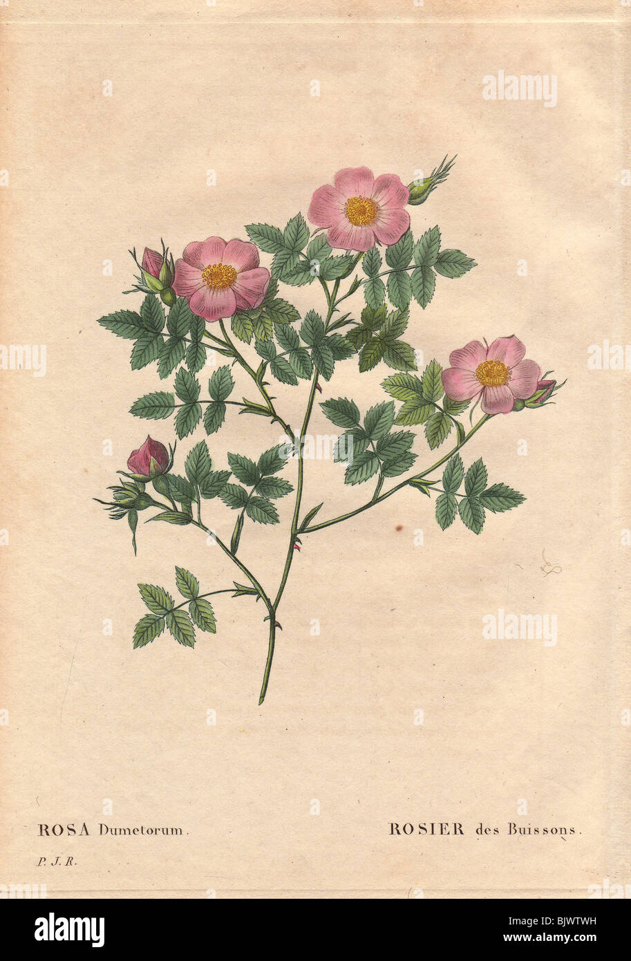 Pale pink thicket rose (Rosa dumetorum). Rosier des Buissons. Stock Photo