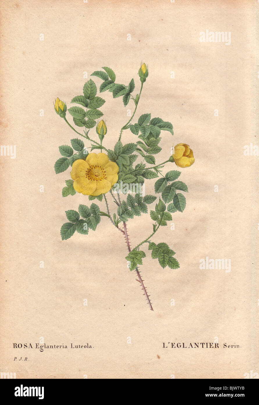 Vivid canary yellow Lutea Maxima rose (Rosa eglanteria luteola). L'Eglantier serin. Stock Photo