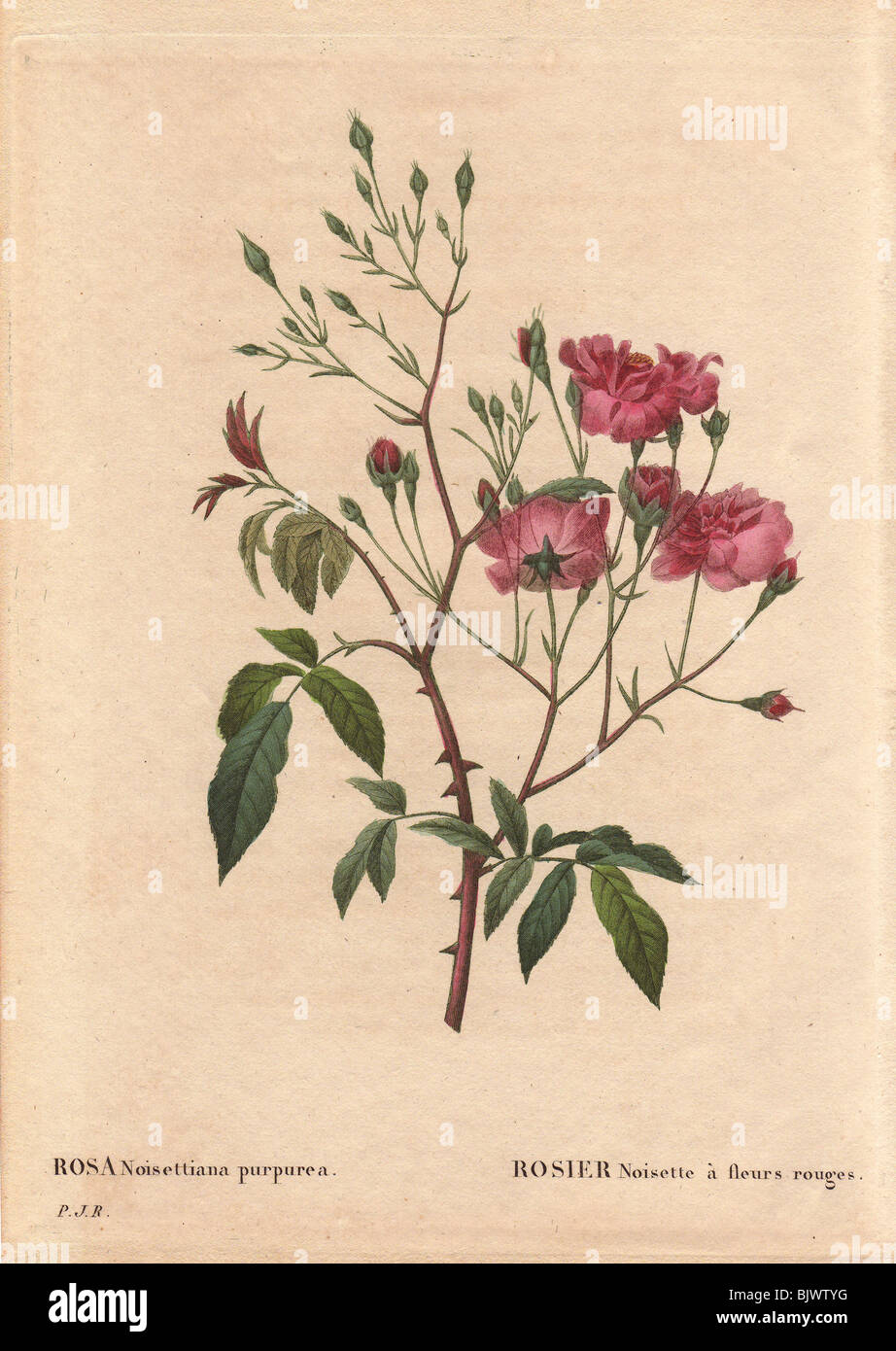 Pink noisette rose with dusty pink and crimson flowers (Rosa noisettiana purpurea) Stock Photo