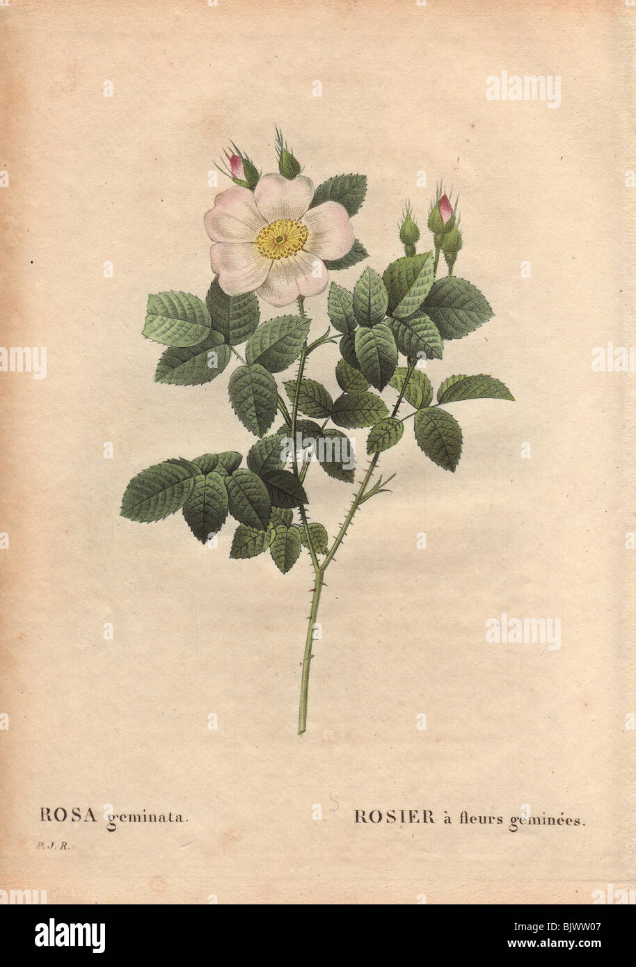 Twin-flowered white rose (Rosa geminata). Rosier à fleurs géminées. Stock Photo