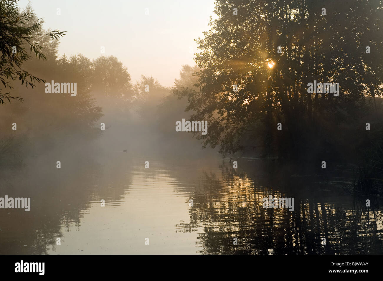 Misty river scene at dawn with trees reflected in calm river and layer ...