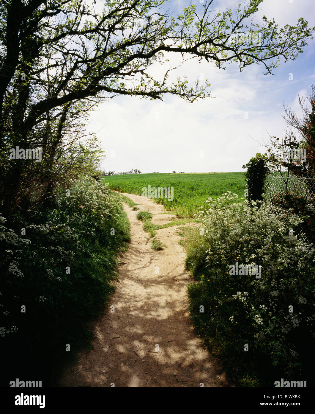 Path in a field Stock Photo