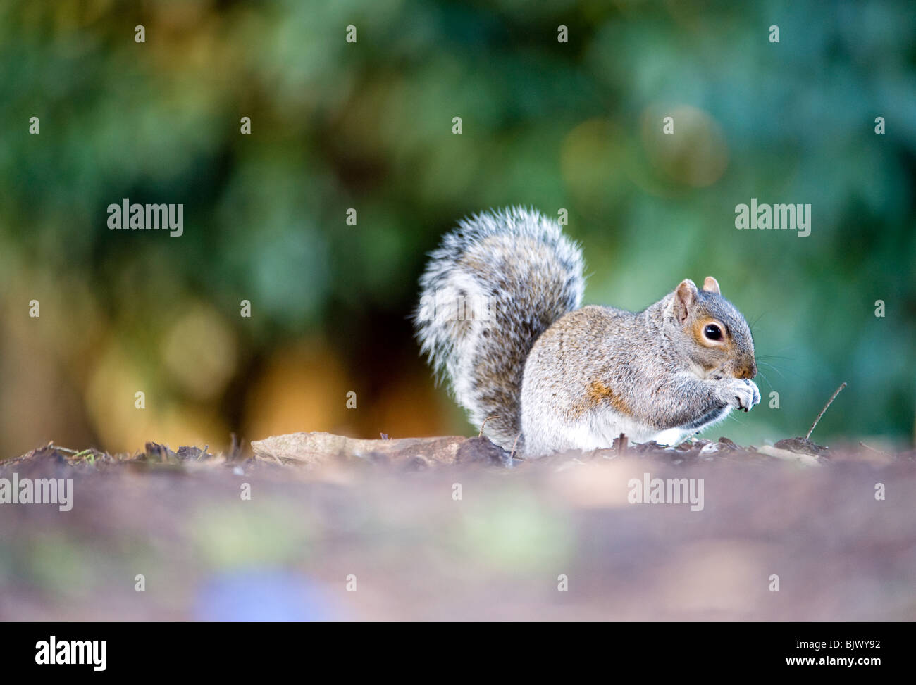 Grey squirrel in English countryside foraging and eating nuts with blurred background in essex park, united Kingdom Stock Photo