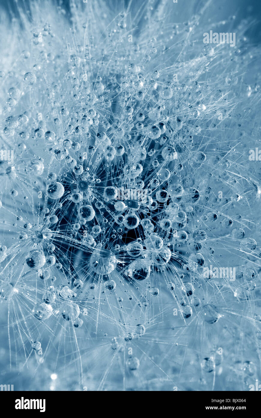 Close up dandelion water hi-res stock photography and images - Alamy