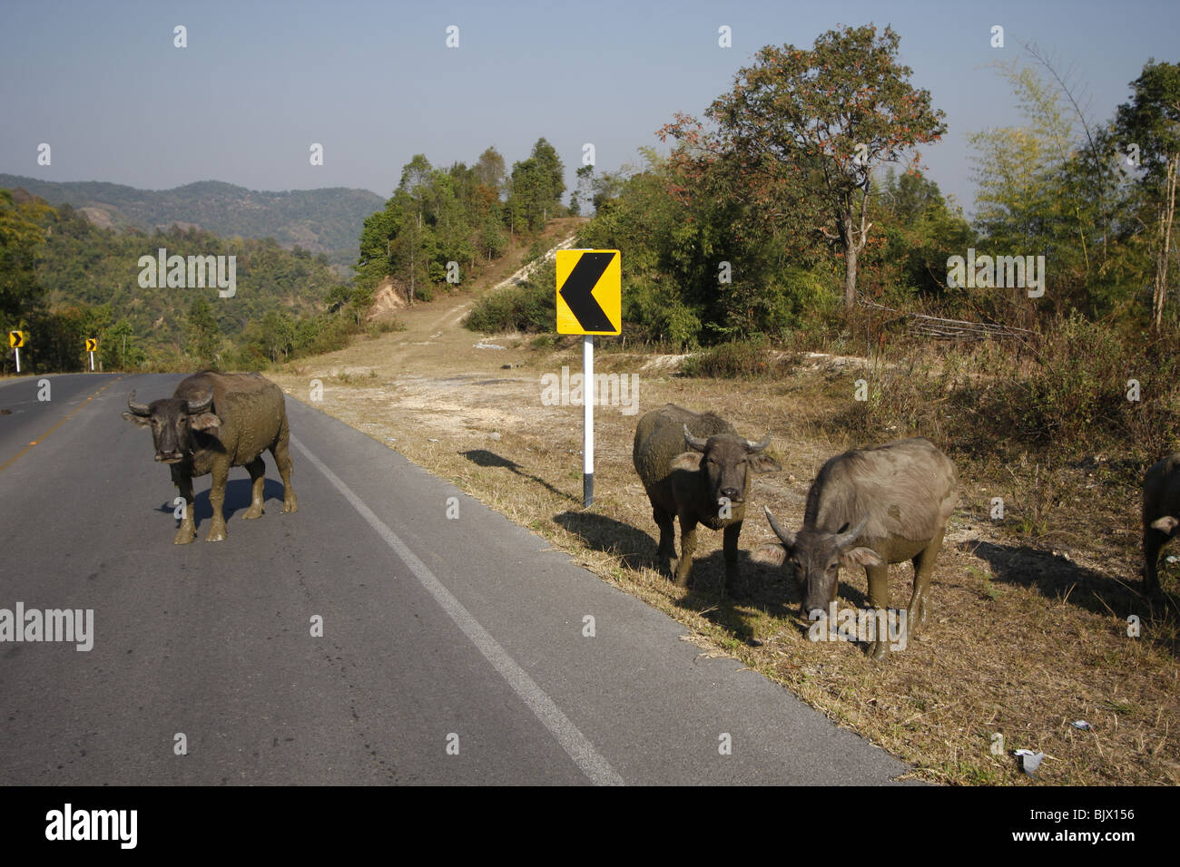 Water buffalos block the road in Mae Hong Son province in Northern Thailand. Stock Photo