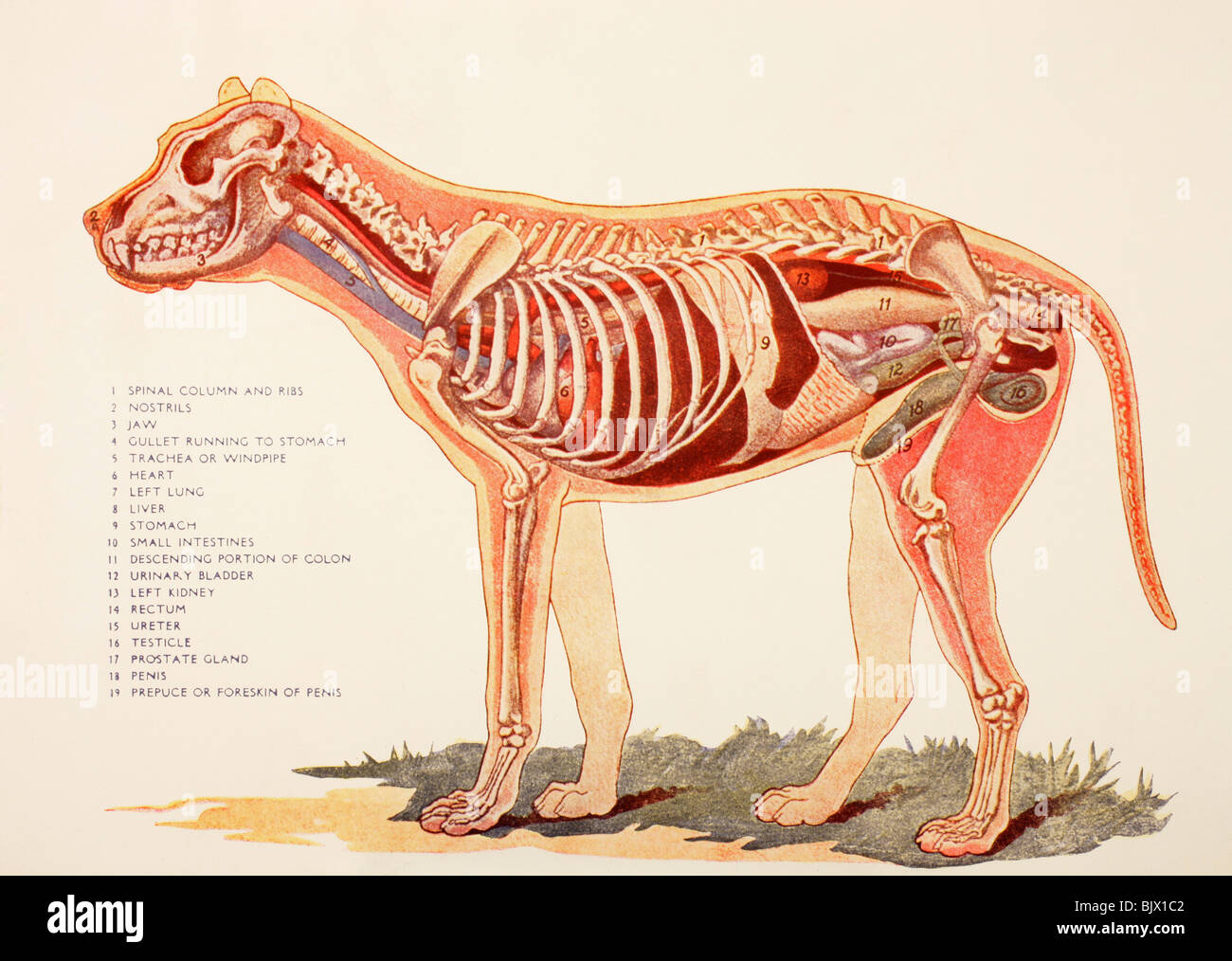 Internal organs of a male dog. Stock Photo