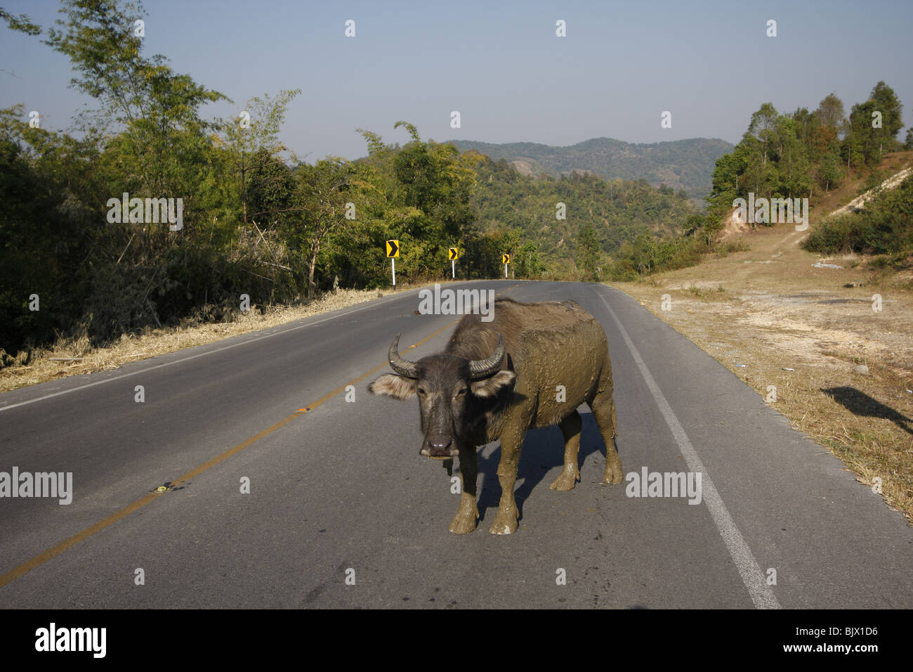 A water buffalo blocks the road in Mae Hong Son province in Northern Thailand. Stock Photo