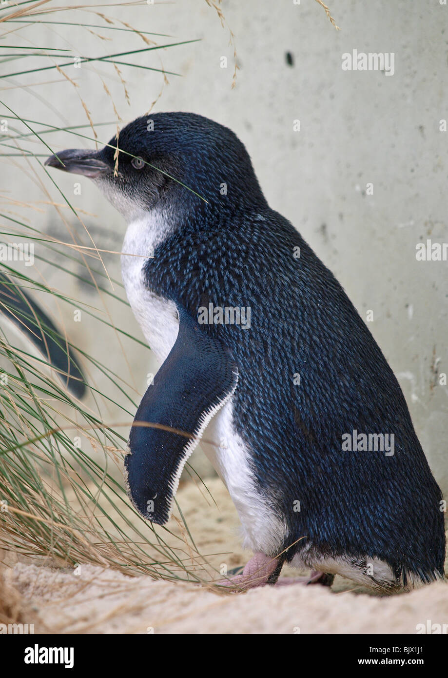 AUSTRALIAN LITTLE PENGUIN AT MELBOURNE ZOO VICTORIA AUSTRALIA Stock