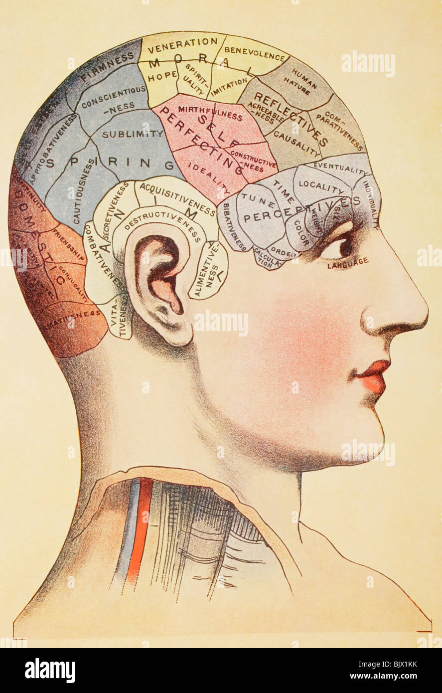 A phrenological map of the human brain. Stock Photo