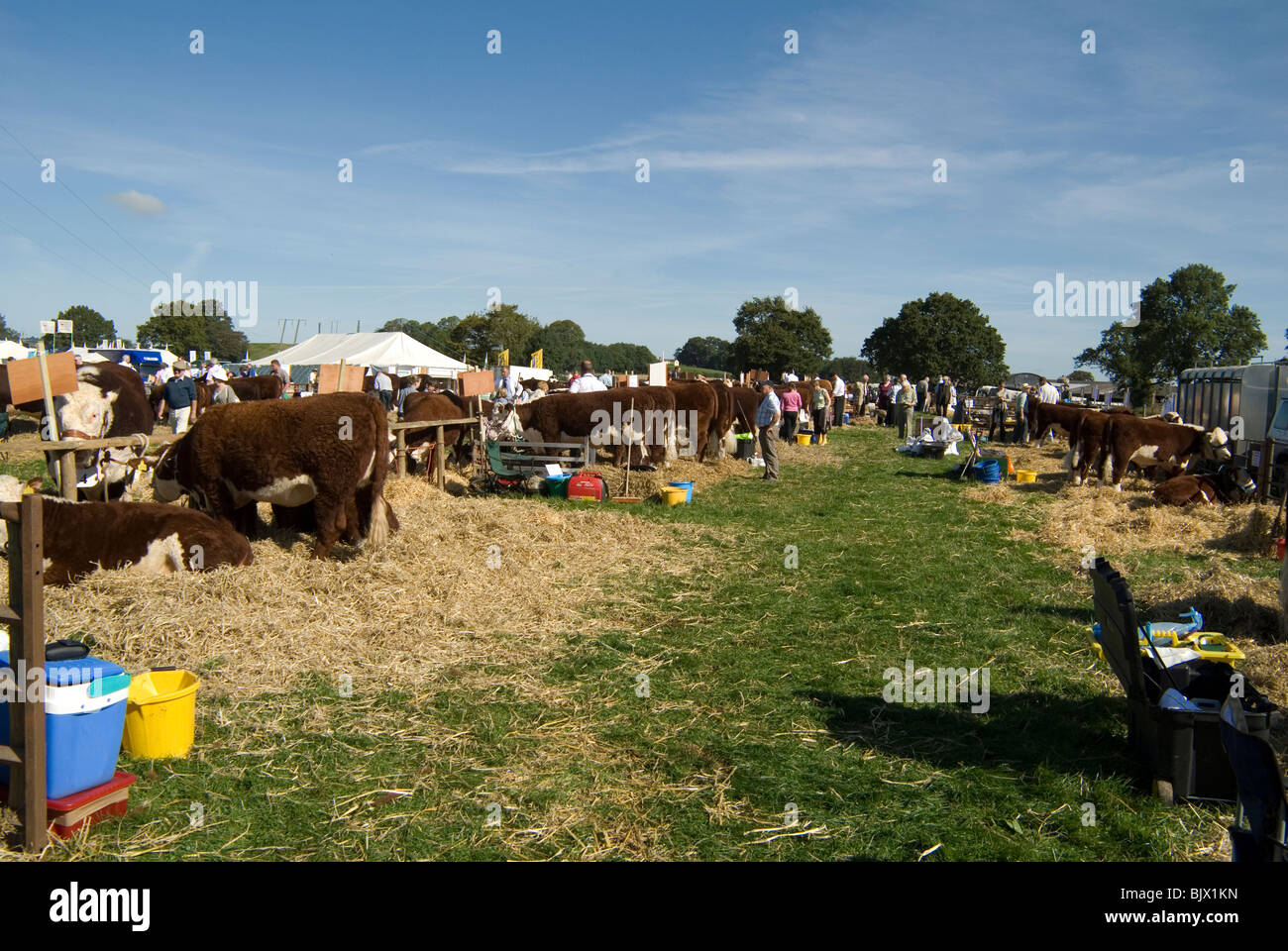 Hereford cattle awaiting entry to the show ring at Kington Agricultural Show Herefordshire Stock Photo
