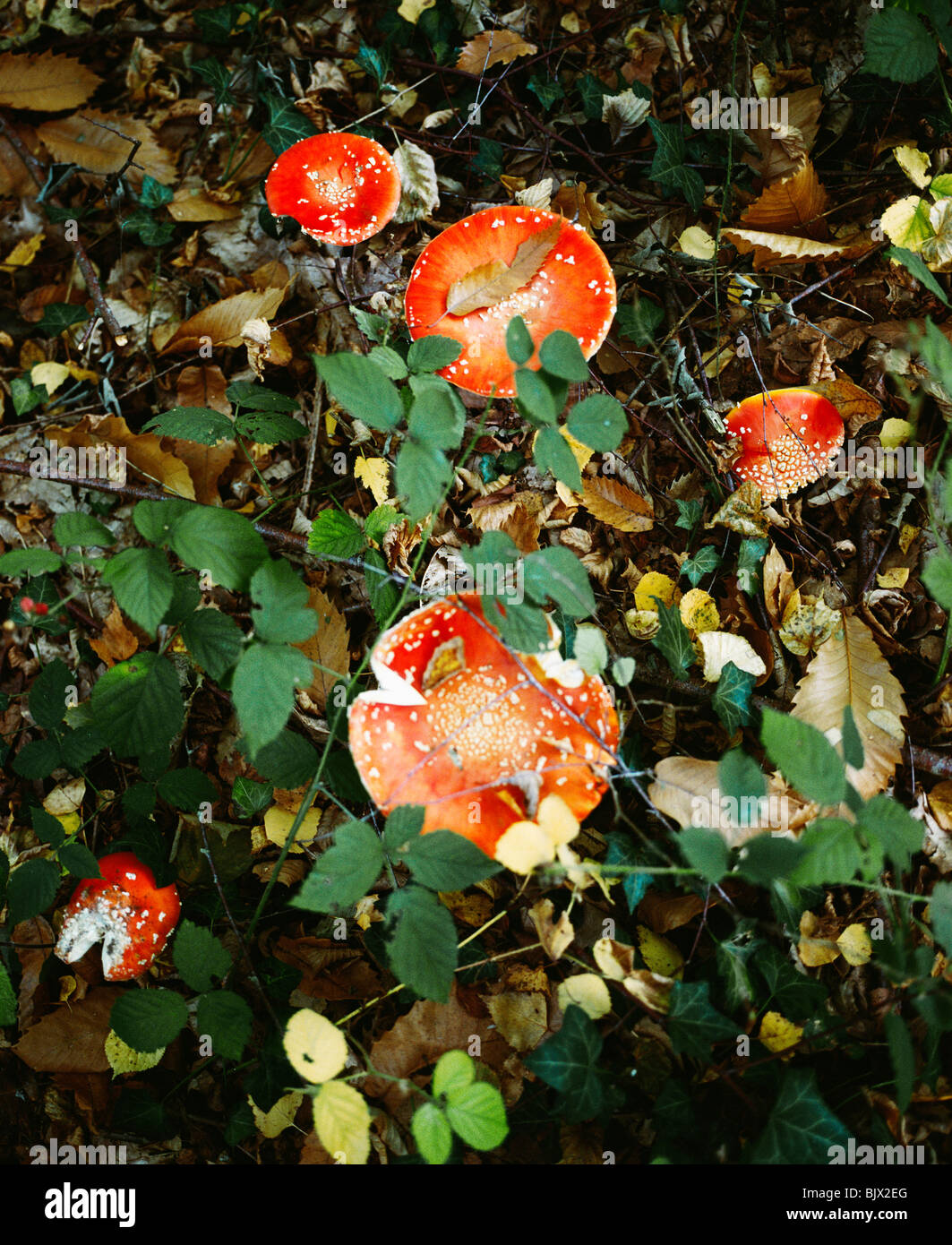 Mushroom on ground Stock Photo Alamy