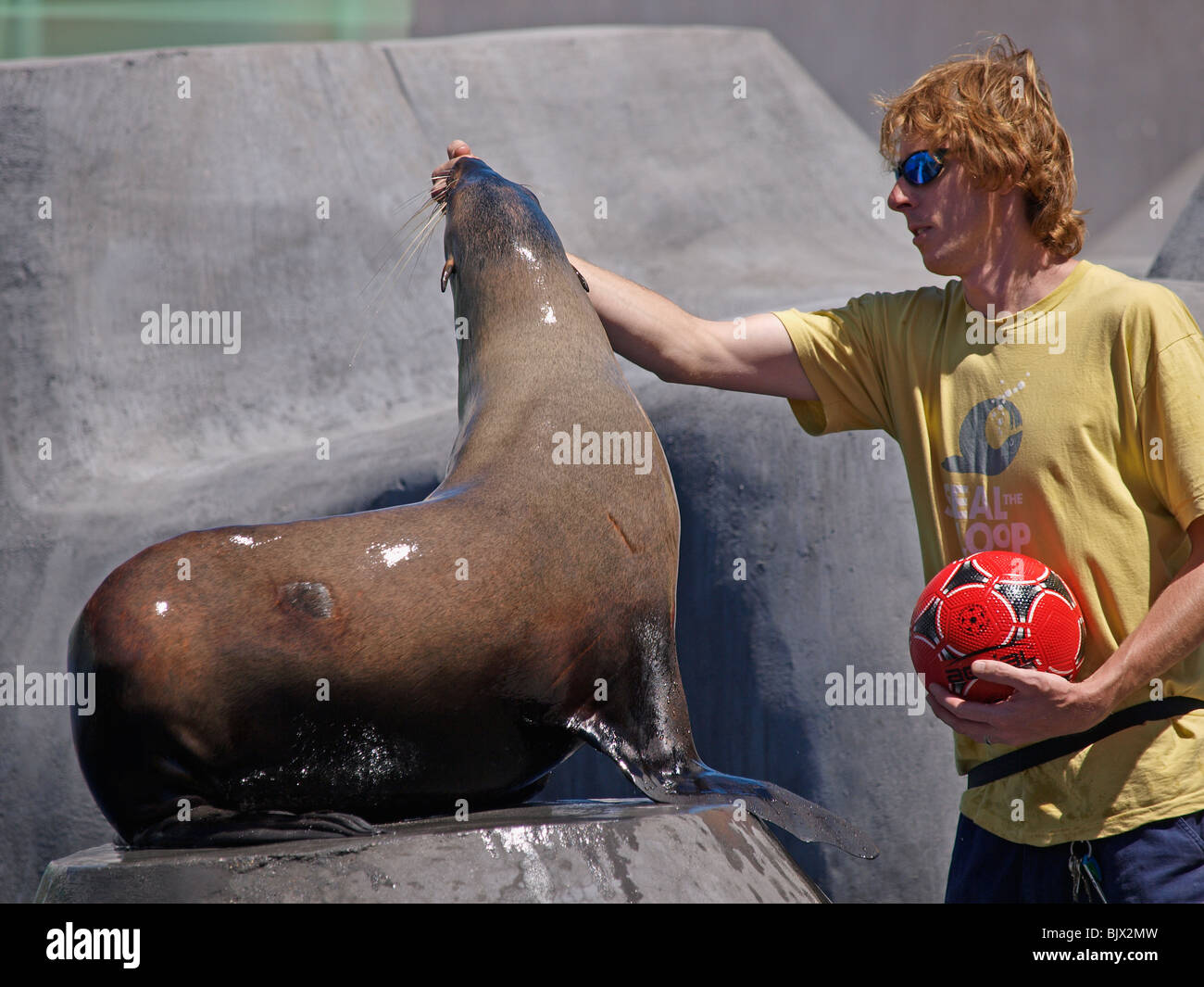 AUSTRALIAN FUR SEAL WITH KEEPER AT MELBOURNE ZOO VICTORIA AUSTRALIA