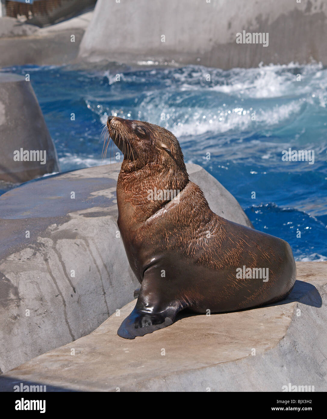 AUSTRALIAN FUR SEAL AT MELBOURNE ZOO VICTORIA AUSTRALIA Stock Photo Alamy