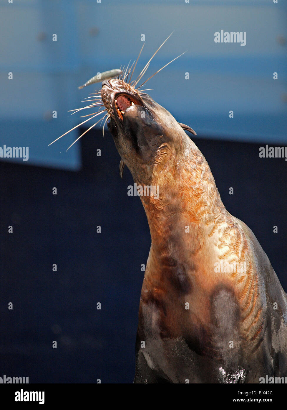 AUSTRALIAN FUR SEAL CATCHING FISH IN ITS MOUTH AT FEEDING TIME
