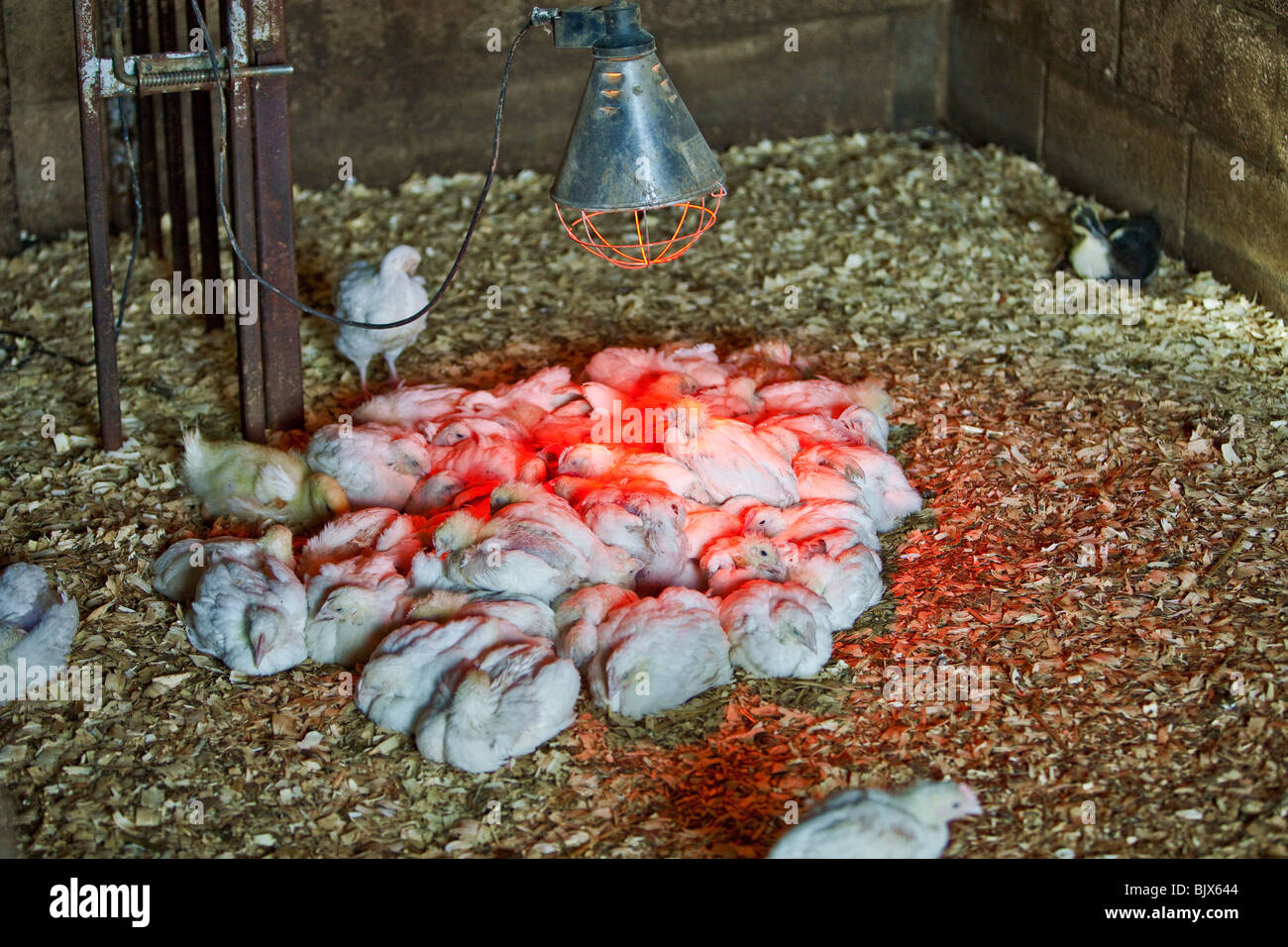 Chicks under a heat lamp Stock Photo Alamy