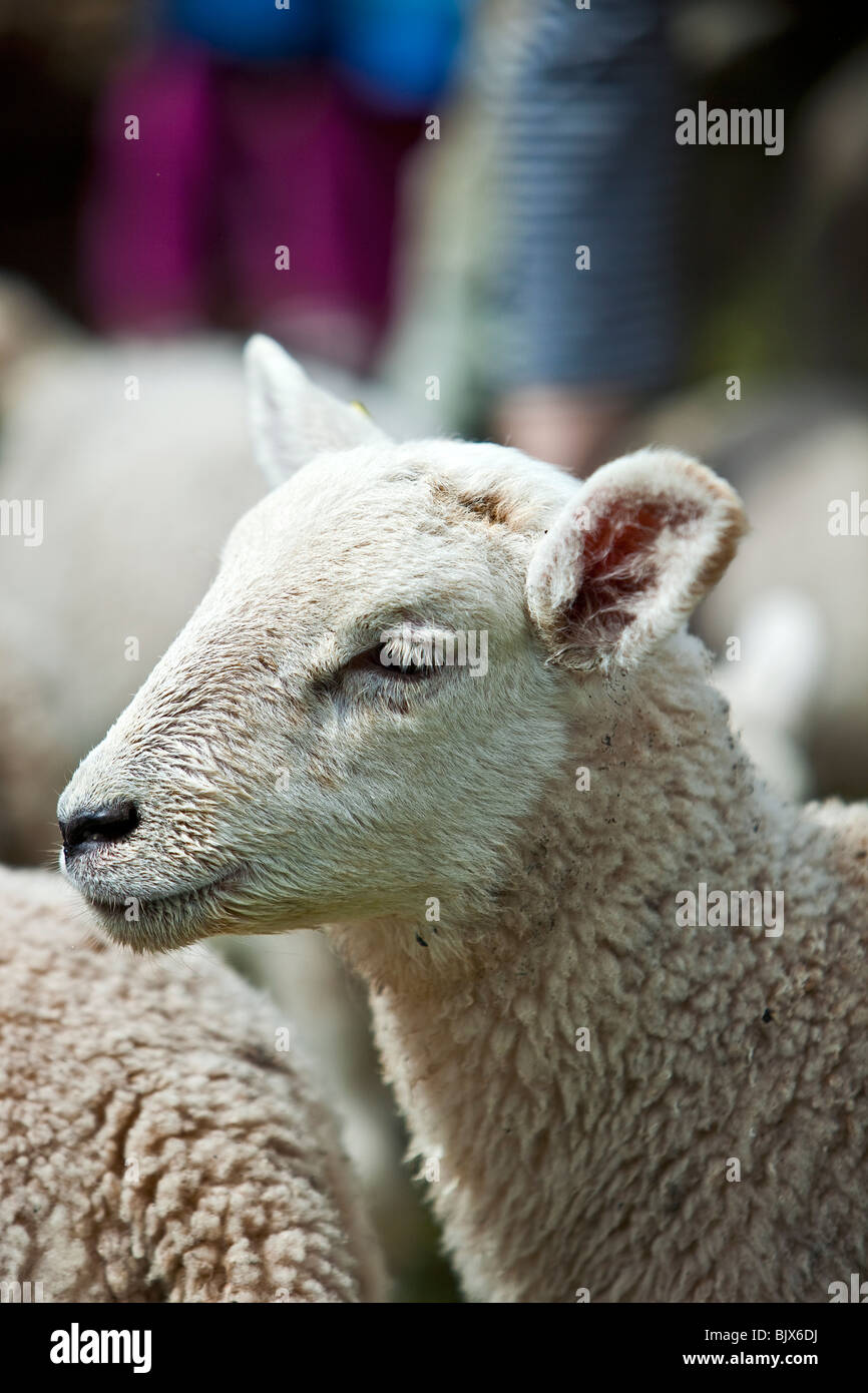 Lamb  side view of head Stock Photo