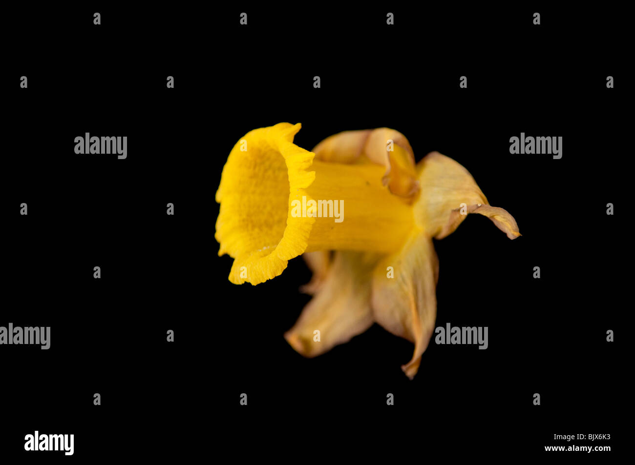 Dying daffodil isolated on black Stock Photo Alamy