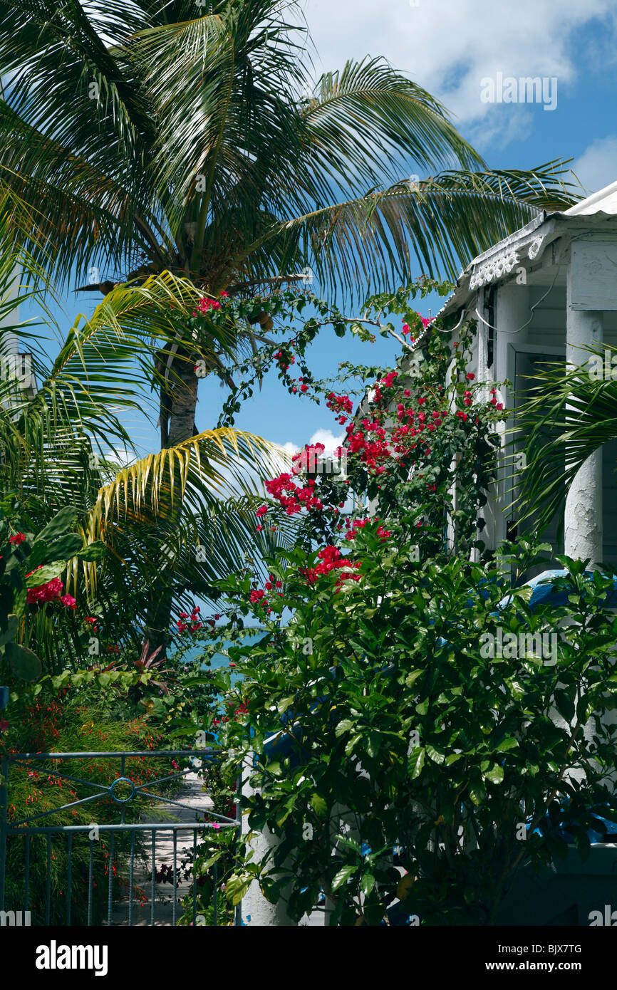 Caribbean Garden in St.Martin. French Antilles Stock Photo