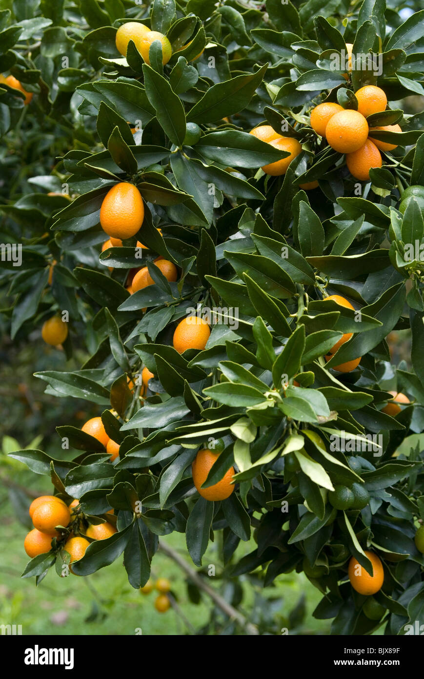 Kumquats, Hacienda Palermo, near Armenia, Colombia Stock Photo Alamy