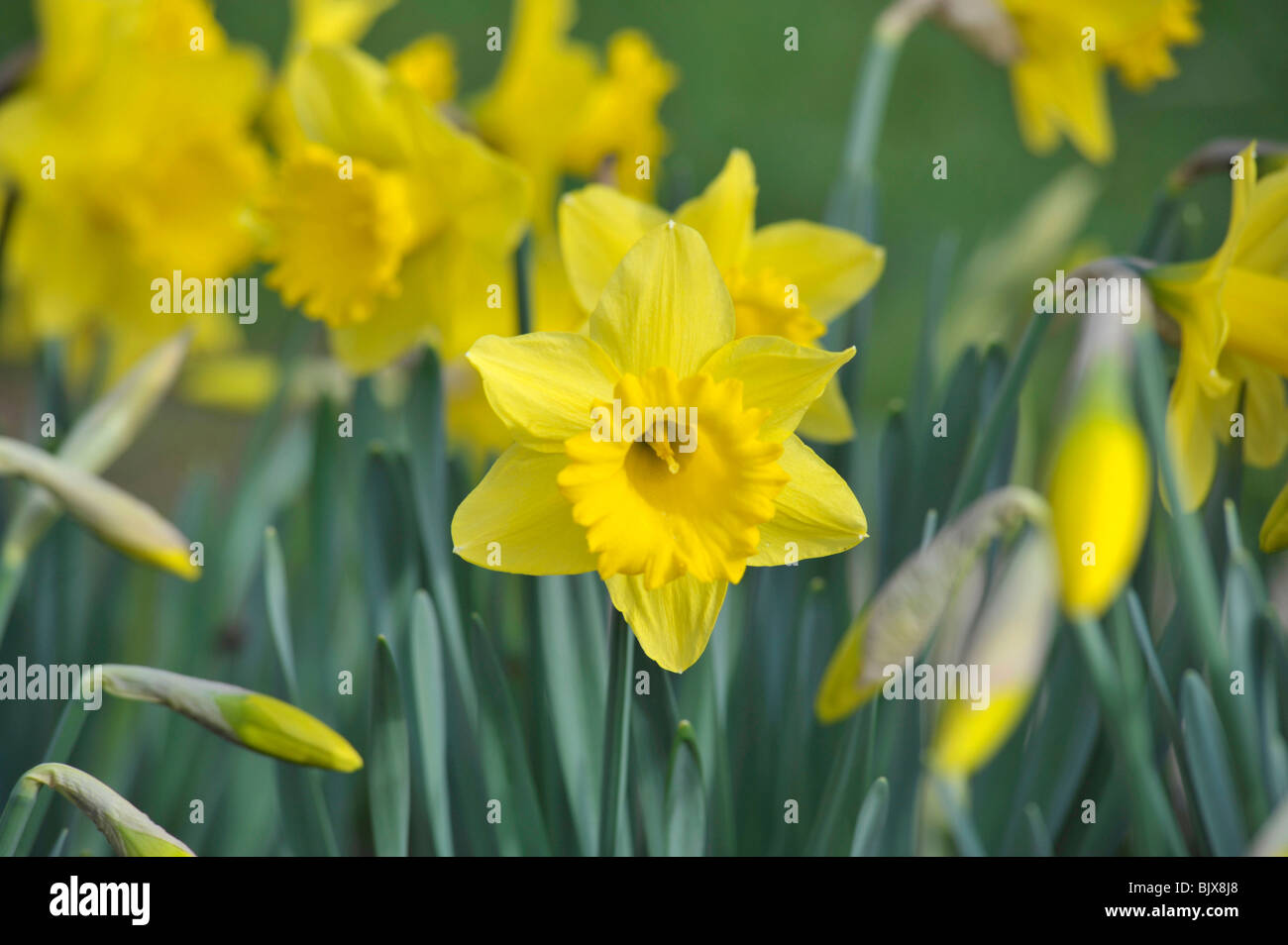 Daffodils in an English garden Stock Photo Alamy