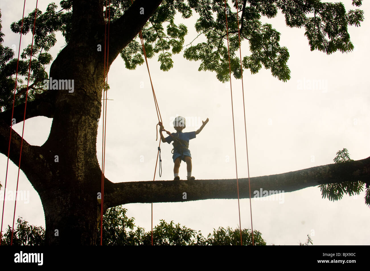 Tree Climbing activities from Tropical Tree Climbing company in the