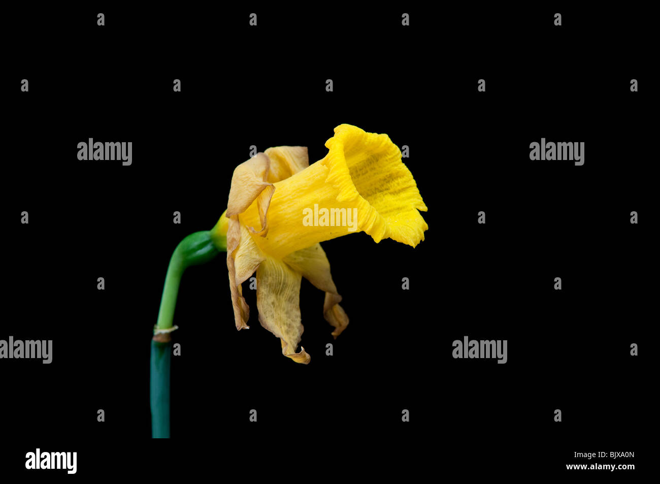 Dying daffodil isolated on black Stock Photo Alamy