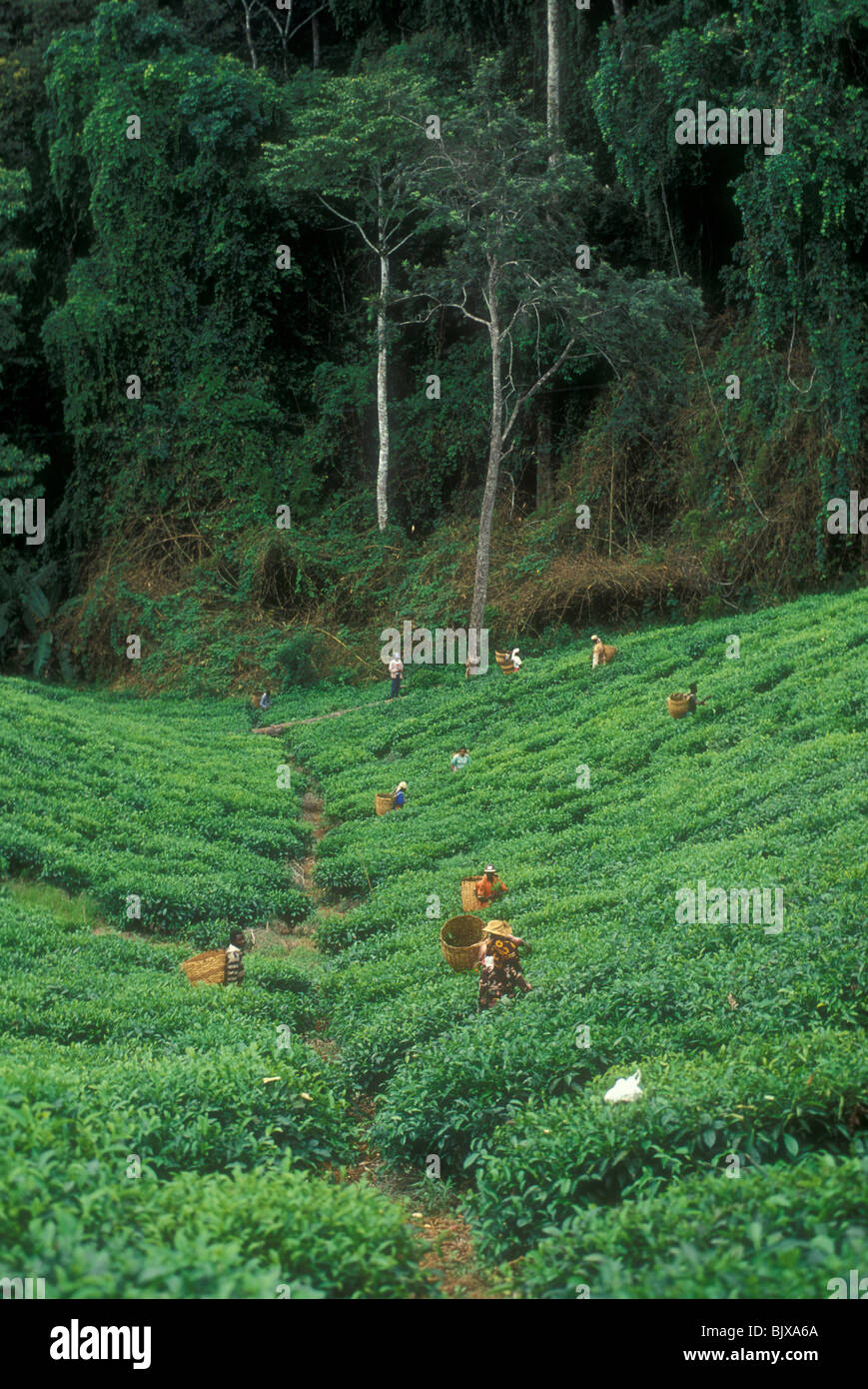 Tea plantation in Usambara Mountains, Tanzania Stock Photo