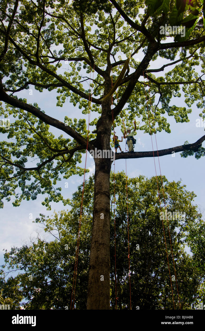 Tree Climbing activities from Tropical Tree Climbing company in the
