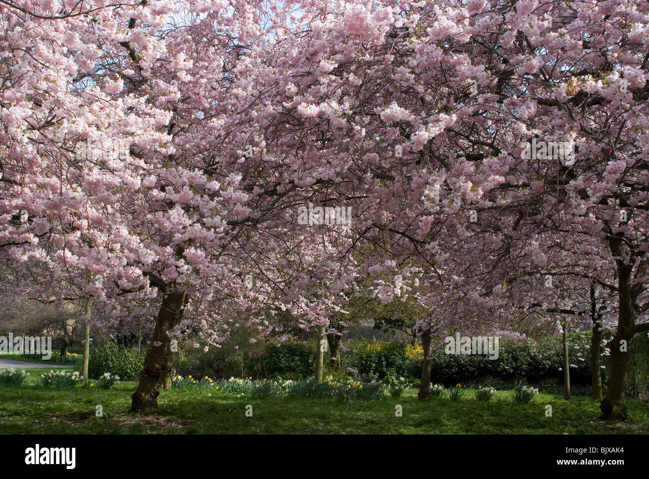 Cherry Blossoms, Regent's Park, London, England Stock Photo Alamy