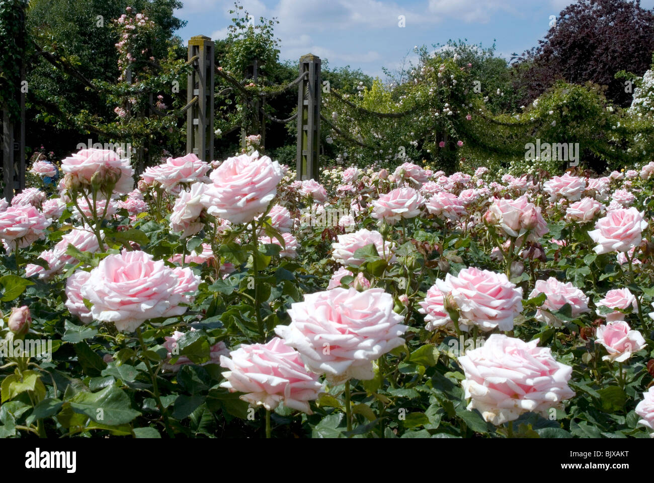 Roses, Queen Mary Gardens, Regent's Park, London, England. Stock Photo