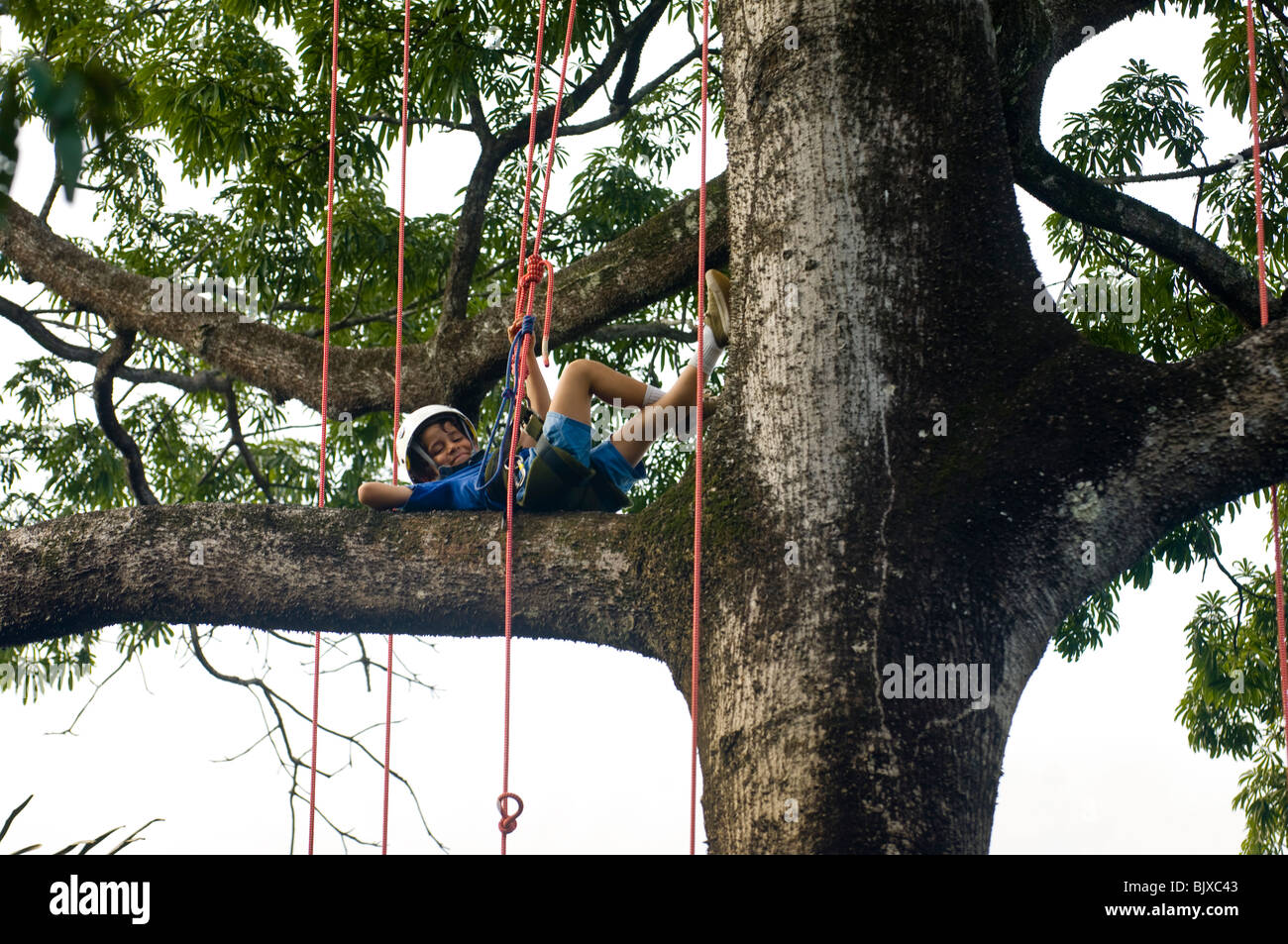 Tree Climbing activities from Tropical Tree Climbing company in the