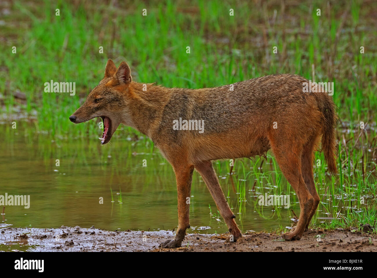 jackal yawning Stock Photo