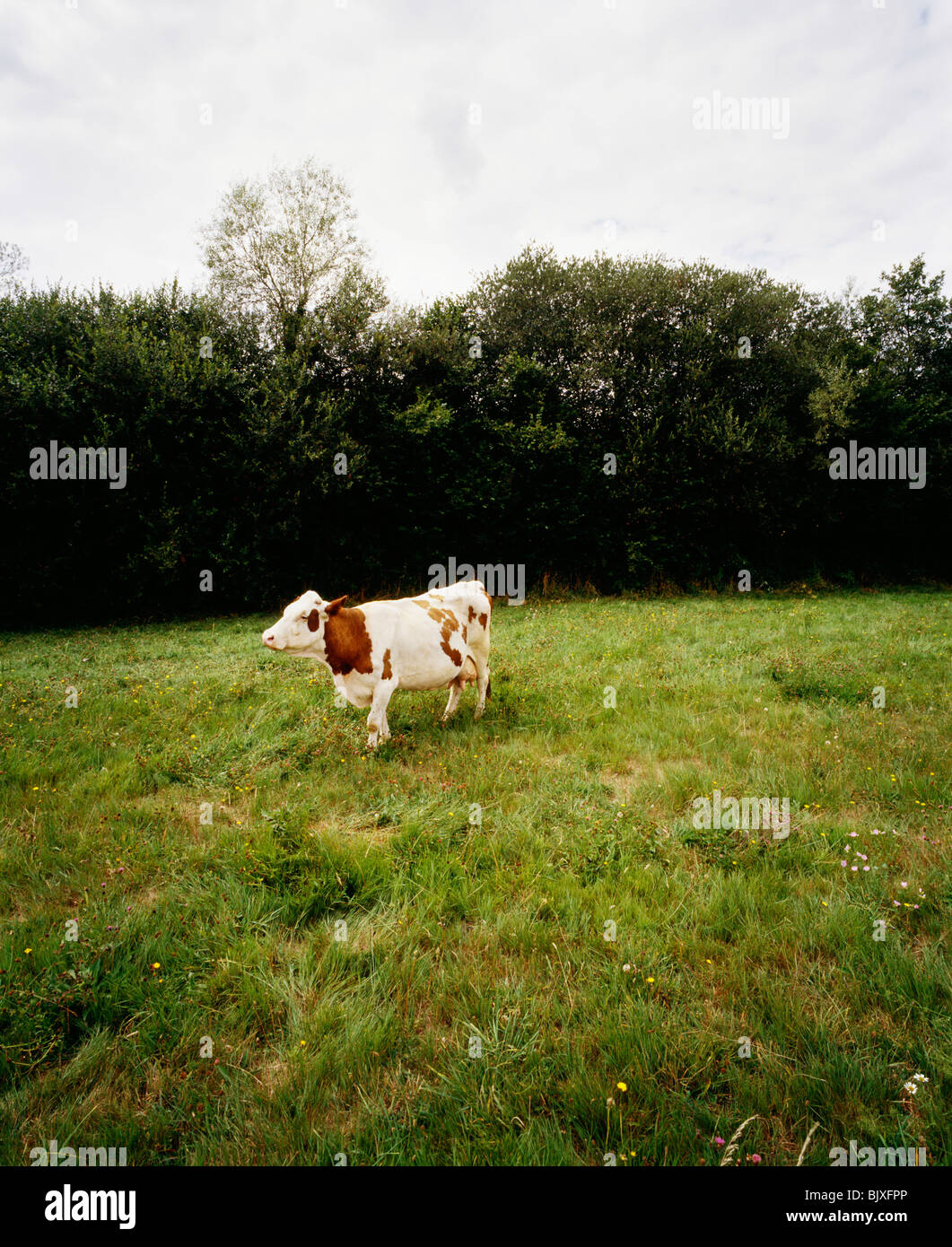 Cow grazing on pasture Stock Photo - Alamy