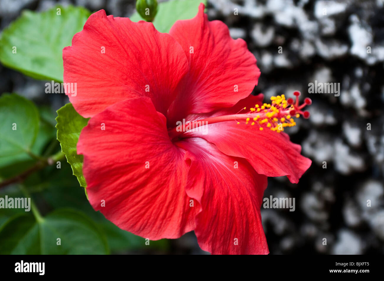 Red hibiscus native tropical flower, Baga, Goa, India Stock Photo