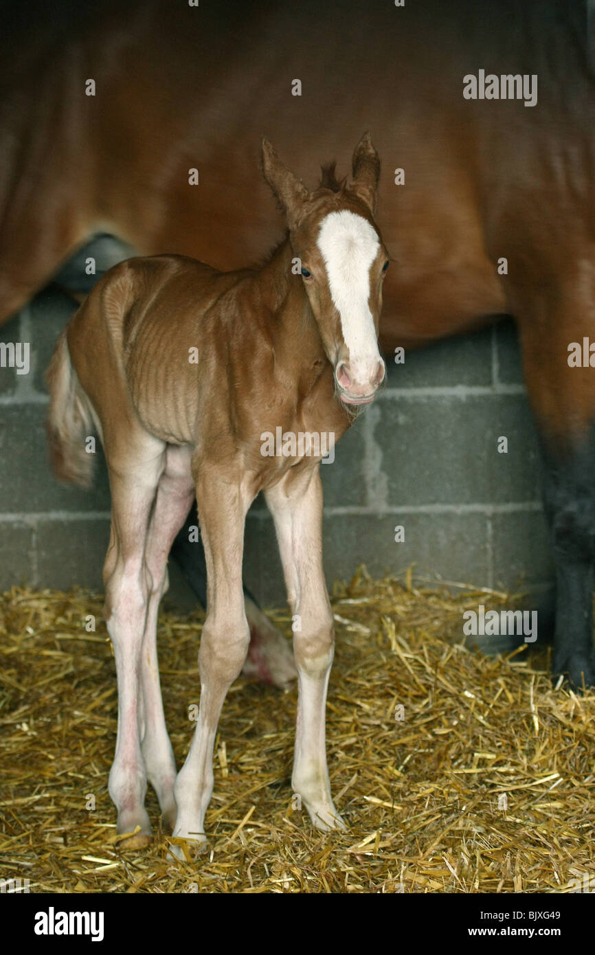 Foal birth hires stock photography and images Alamy