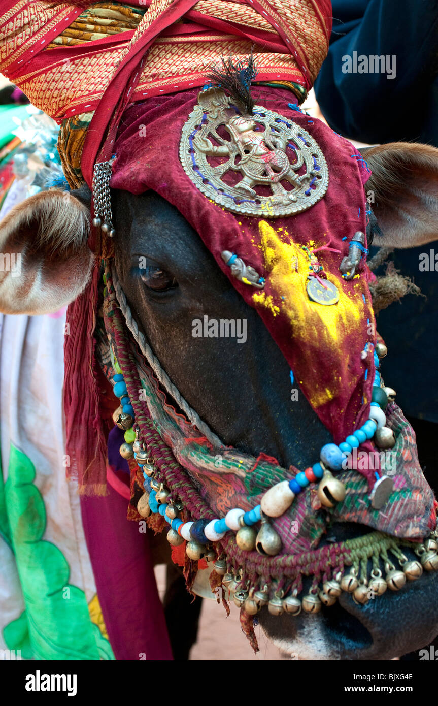 holi cow music festival